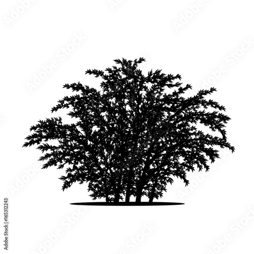 silhouette bush with leaves and shadow