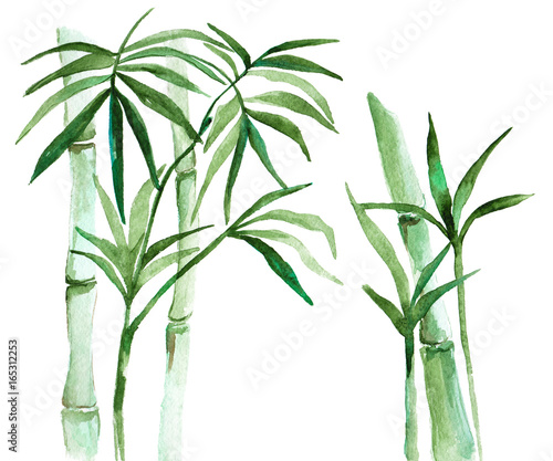 Watercolor bamboo illustration © vasabii