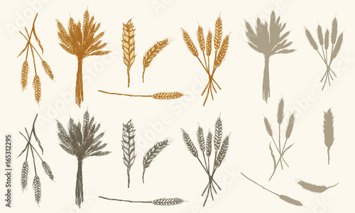 Wheat ears sketch  vector collection had drawn wheat