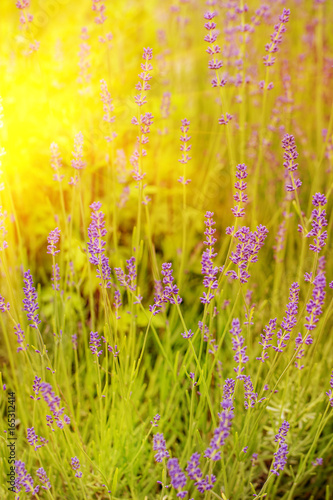 Blossom lavender field in summer day. Selective focus