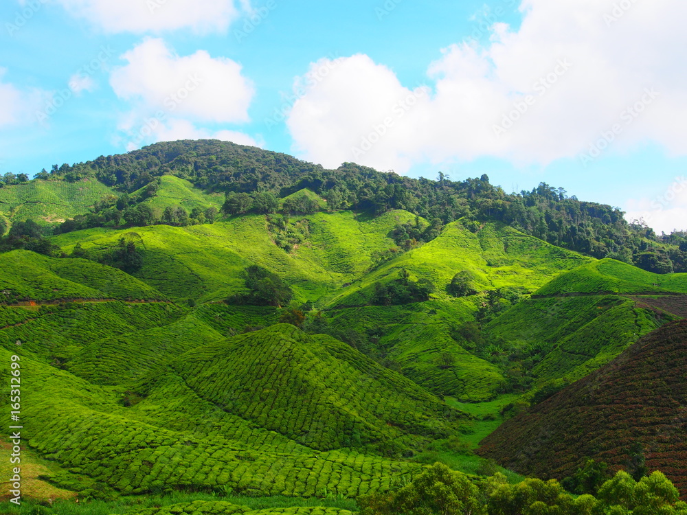 Obraz premium Plantation de thé