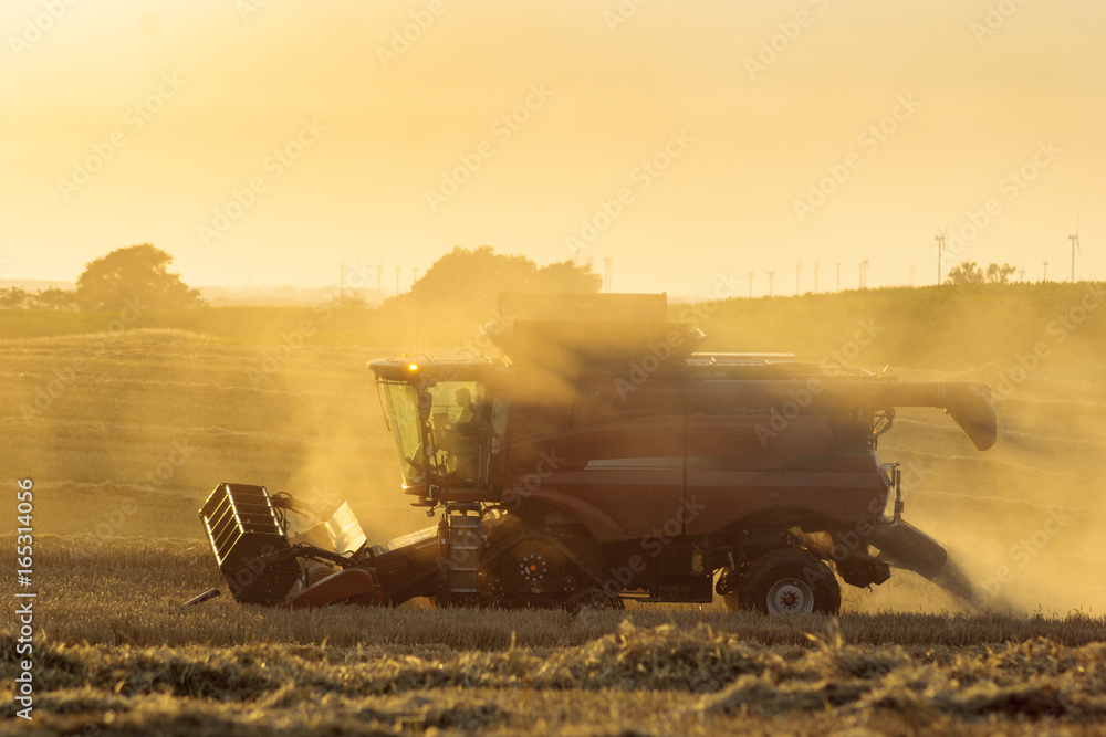 Fototapeta premium Combine harvester agriculture machine harvesting golden ripe wheat field in light of the setting sun in Germany