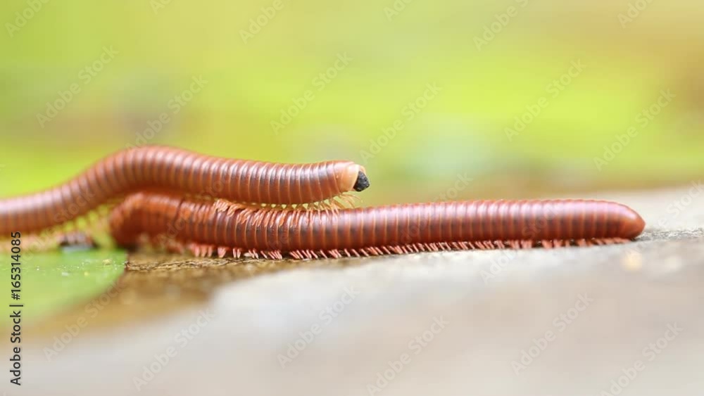 Pair of brown centipedes on ground one millipede is atop another. Pair of brown centipedes on ground one millipede is atop another.