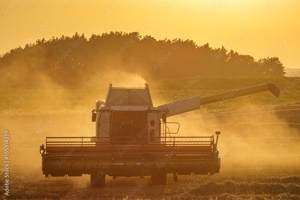 Combine harvester agriculture machine harvesting golden ripe wheat field  in light of the setting sun in Germany