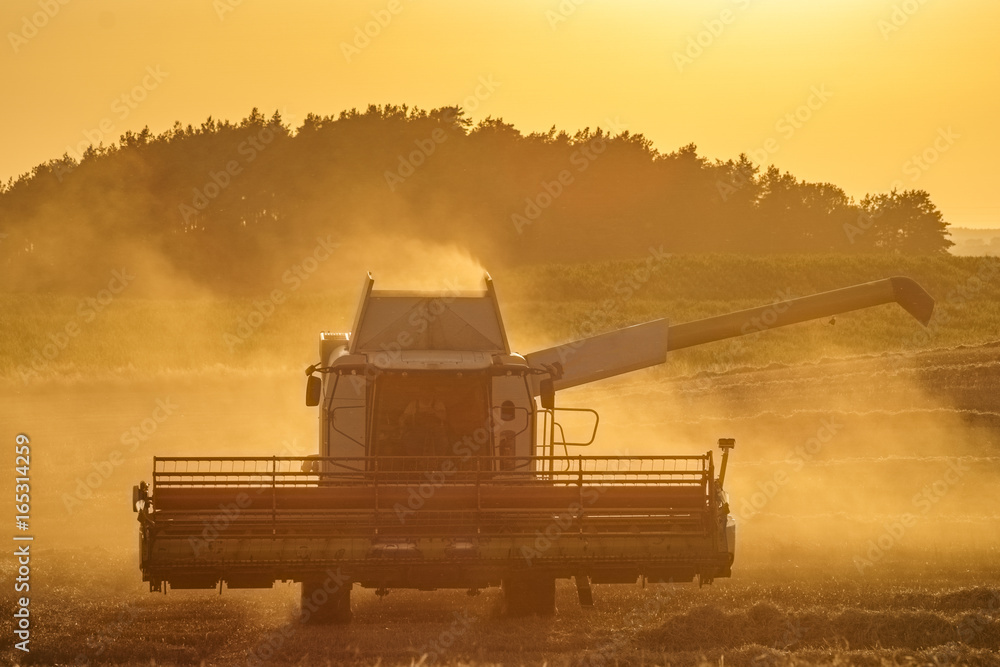 Fototapeta premium Combine harvester agriculture machine harvesting golden ripe wheat field in light of the setting sun in Germany