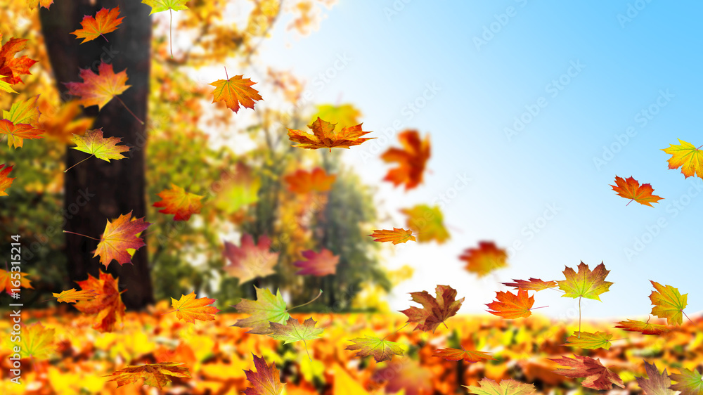 laubfall im herbst, herbstlandschaft StockFoto Adobe Stock