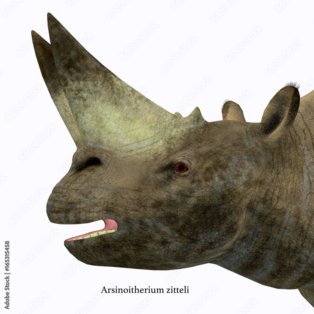 Obraz premium Arsinoitherium Mammal Head with Font - Arsinoitherium was a herbivorous rhinoceros-like mammal that lived in Africa in the Early Oligocene Period.