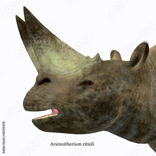 Arsinoitherium Mammal Head with Font - Arsinoitherium was a herbivorous rhinoceros-like mammal that lived in Africa in the Early Oligocene Period. photo