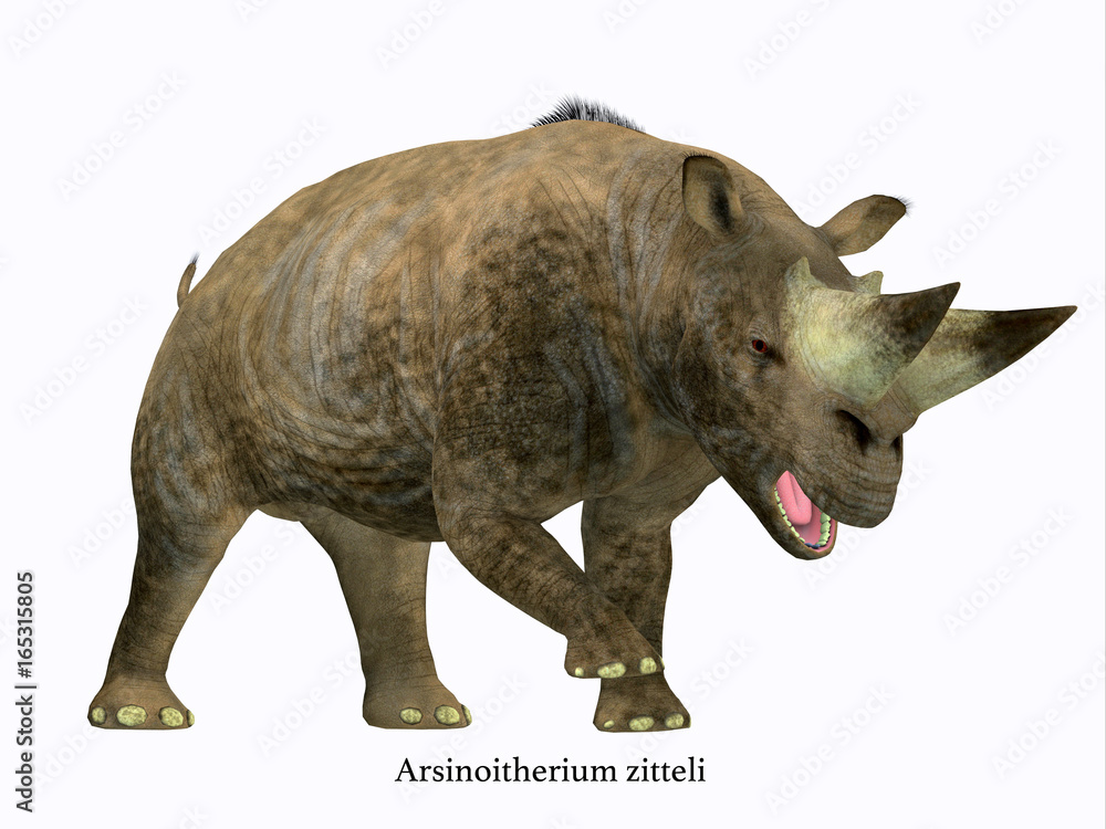 Naklejka premium Arsinoitherium Mammal Side Profile with Font - Arsinoitherium was a herbivorous rhinoceros-like mammal that lived in Africa in the Early Oligocene Period.