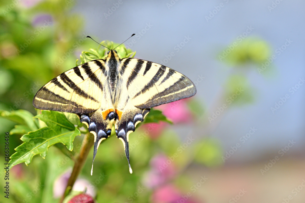 papillon flambé (Iphiclides podalirius) sur fleur papillon flambé (Iphiclides podalirius) sur fleur