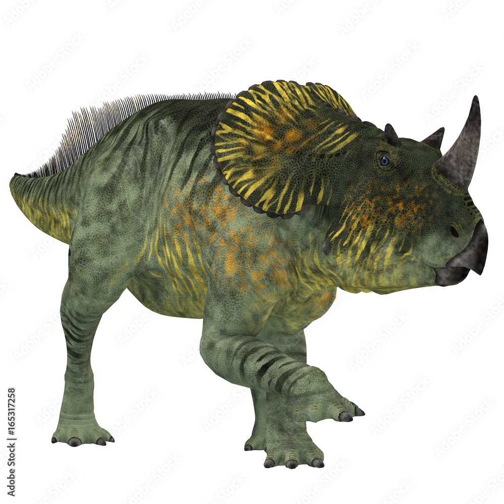 Obraz premium Brachyceratops Dinosaur on White - Brachyceratops is a herbivorous Ceratopsian dinosaur that lived in Alberta, Canada and Montana, USA in the Cretaceous Period.