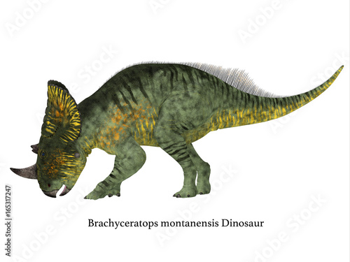 Brachyceratops Dinosaur Side Profile with Font - Brachyceratops is a herbivorous Ceratopsian dinosaur that lived in Alberta  Canada and Montana  USA in the Cretaceous Period. 