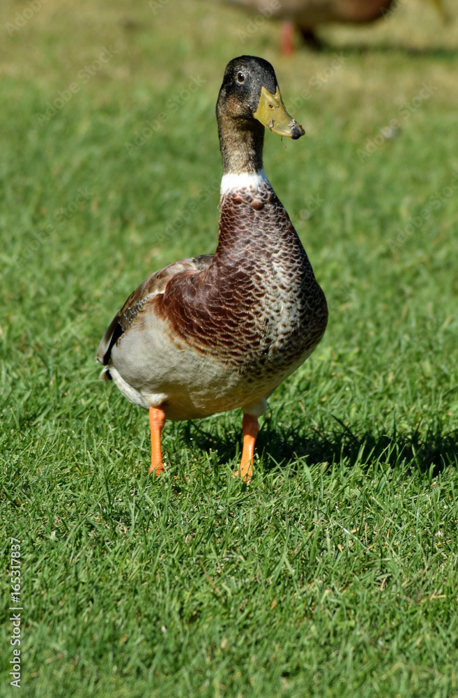 Wild Duck Wild Duck