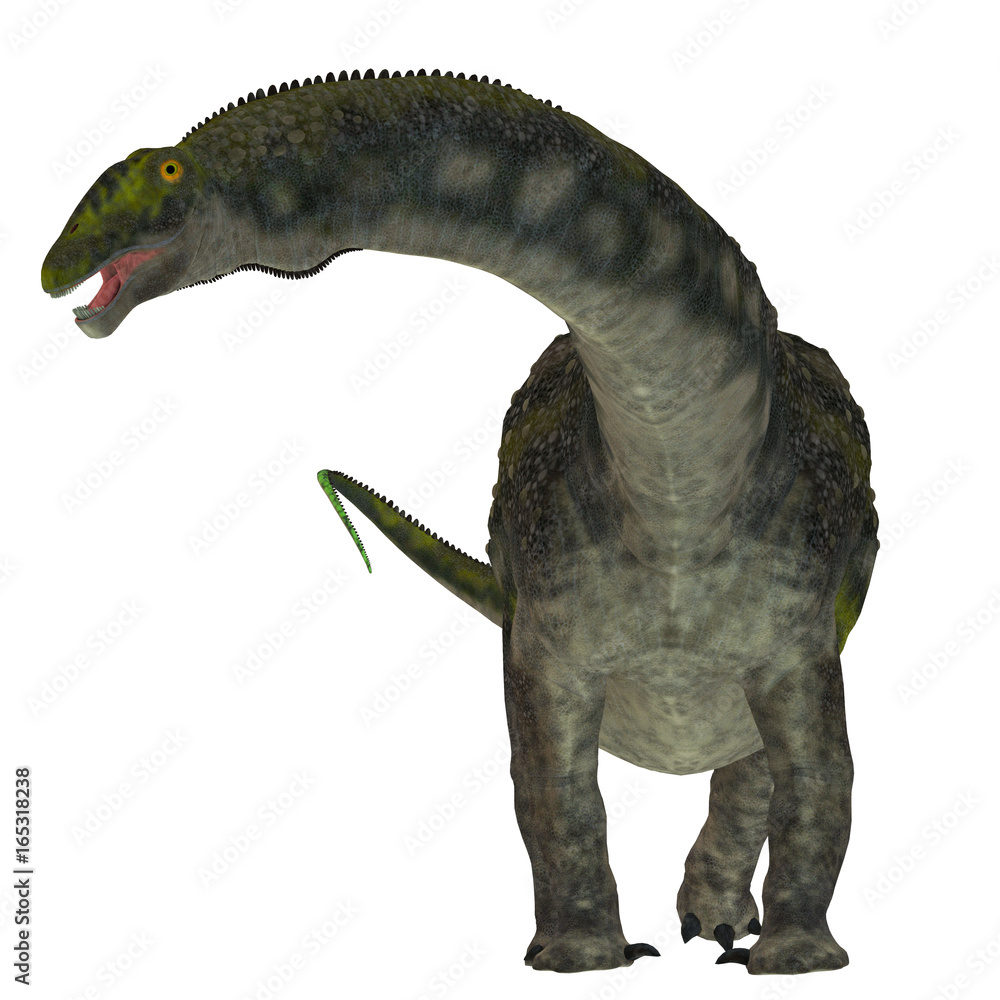 Fototapeta premium Diamantinasaurus Dinosaur on White - Diamantinasaurus was a herbivorous sauropod dinosaur that lived in Australia during the Cretaceous Period.