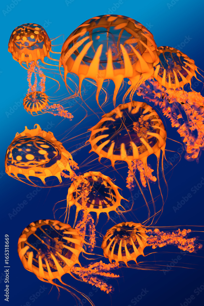 Fototapeta premium Golden Jellyfish Dance - A group of golden jellyfish dance around each other in blue ocean surface waters.