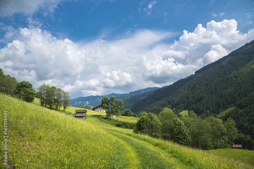 Fototapeta premium Autriche/champs avec sentier