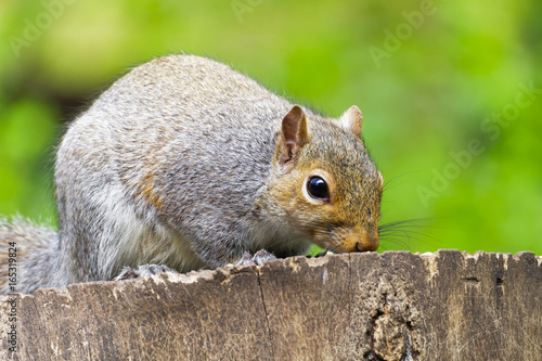 A grey squirrel sitting on a tree stump feeding table cautiously sniffing at the nuts and seeds.