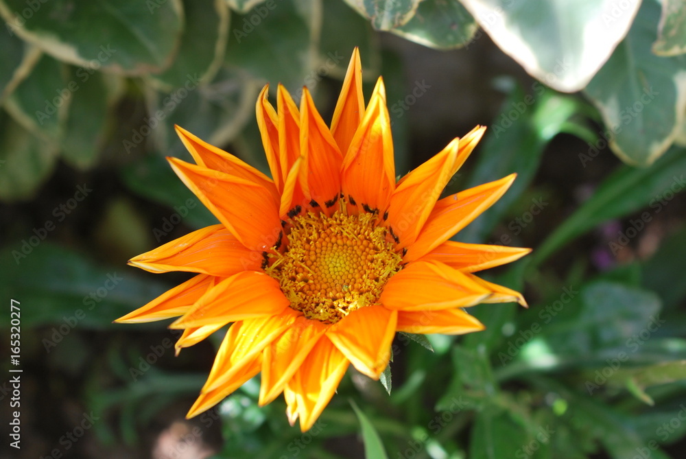 Bright orange Gazania, treasure flower Bright orange Gazania, treasure flower