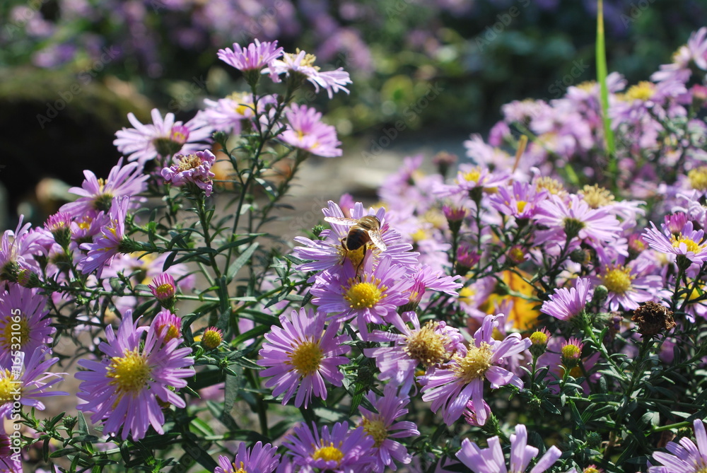 Bees on purple summer garden flowers in bloom Bees on purple summer garden flowers in bloom
