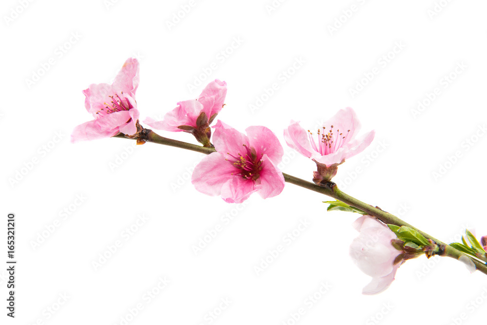 pink peach blossom isolated pink peach blossom isolated