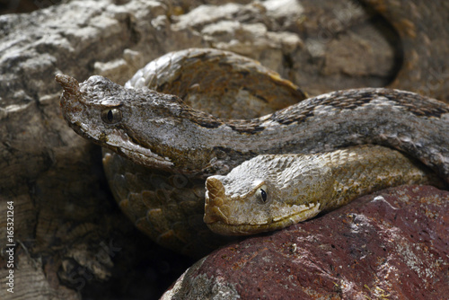 Europäische Hornotter (Vipera ammodytes) - sand viper photo