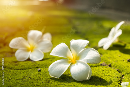 Plumeria on the ground covered with moss photo