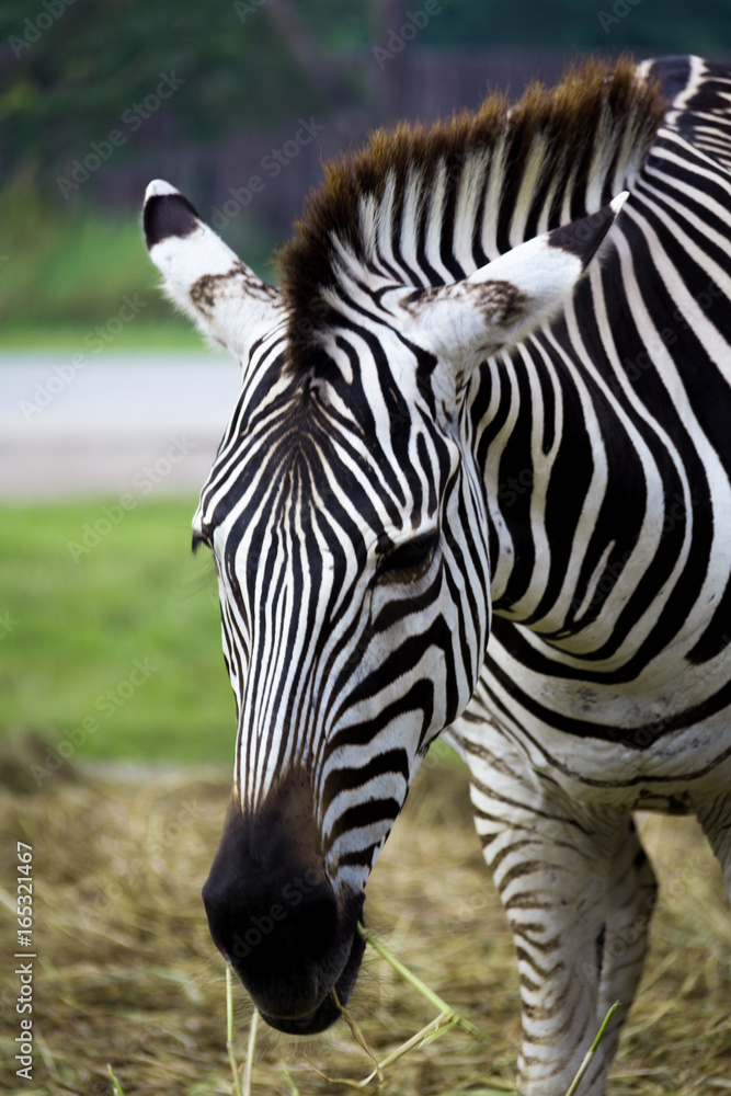 Zebra's head Zebra's head