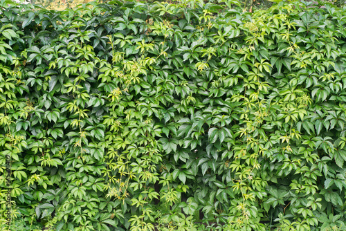 background of green leaves