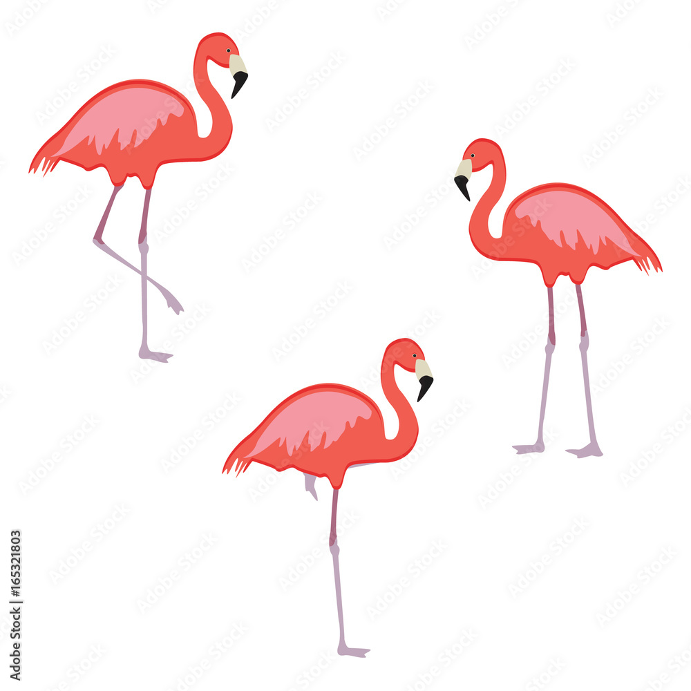Obraz premium Pink flamingo vector