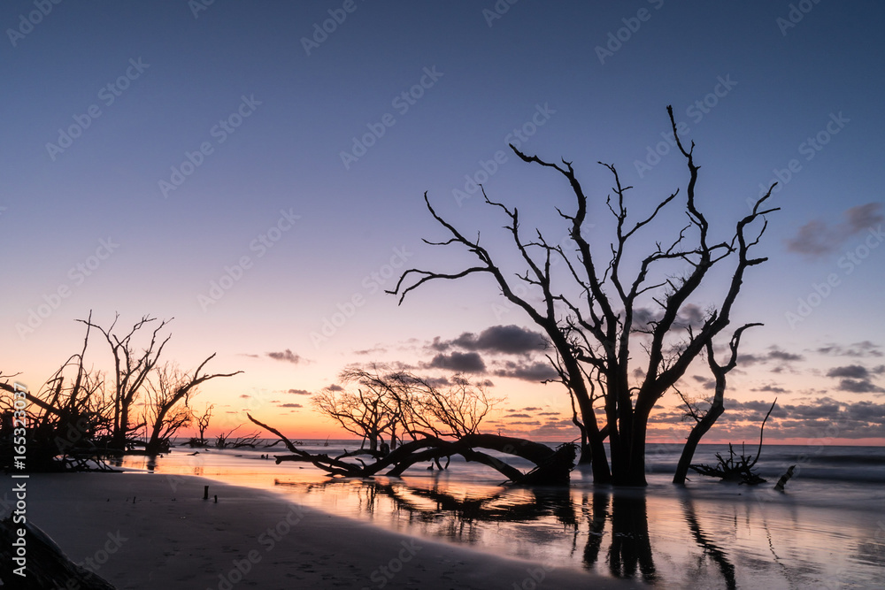 sunrise on a deserted Atlantic Ocean beach with a beautiful sky and dawn reflection and trees and driftwood in the foreground