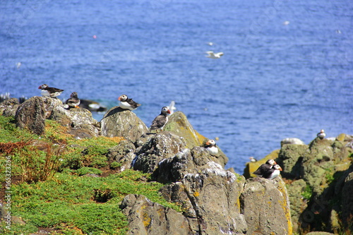 Puffins on the rock photo