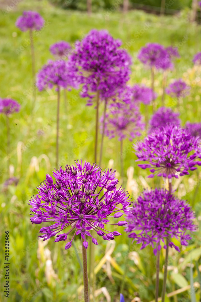 Allium purple flowers on a field Allium purple flowers on a field