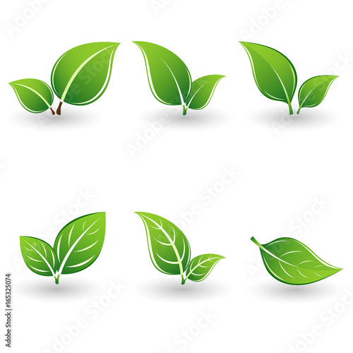 Set of green leaves. Element for design.