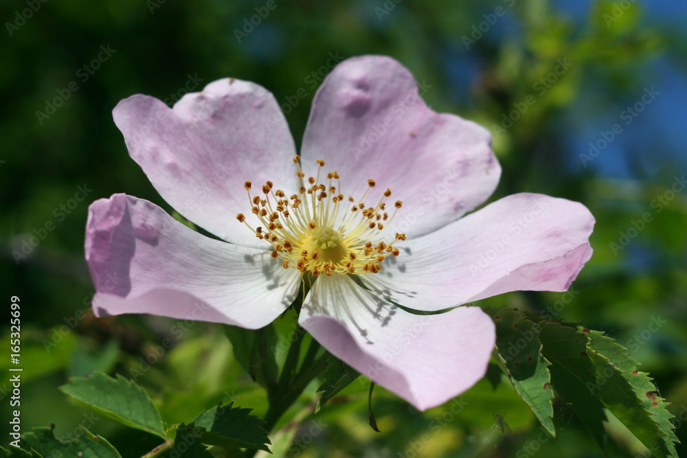 Delicate flower of wild rose pink among green leaves Delicate flower of wild rose pink among green leaves