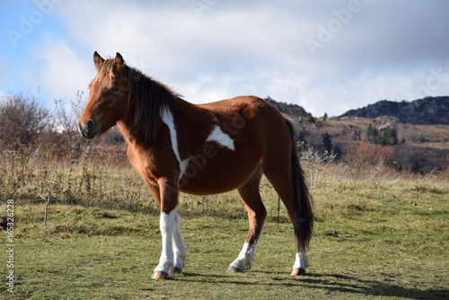 Wild pony at Grayson Highland State Park