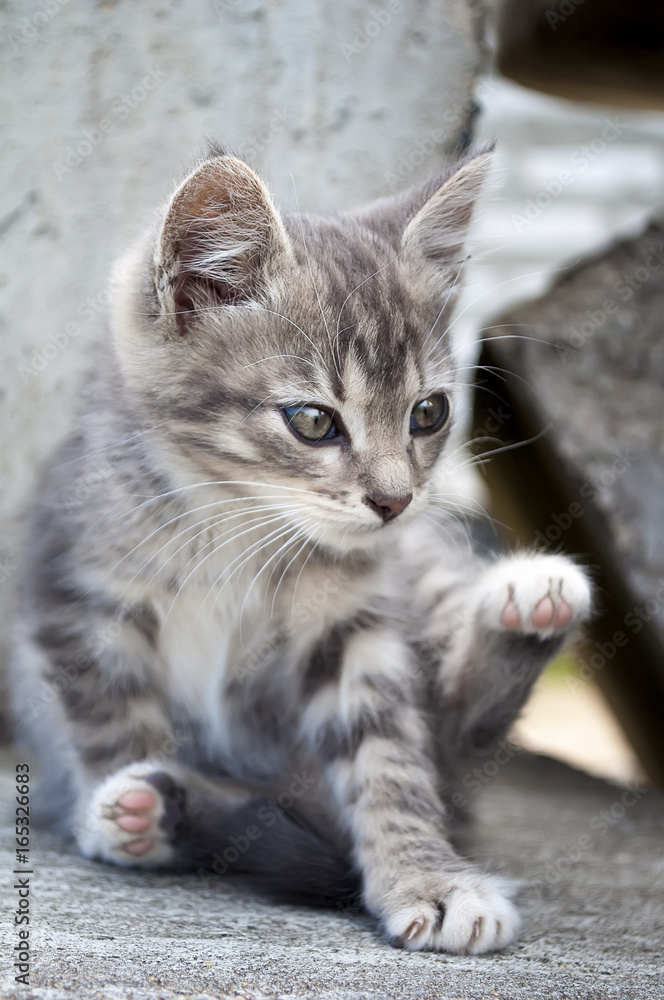 Naklejka premium cute little grey kitten sitting on concrete blocks outdoors