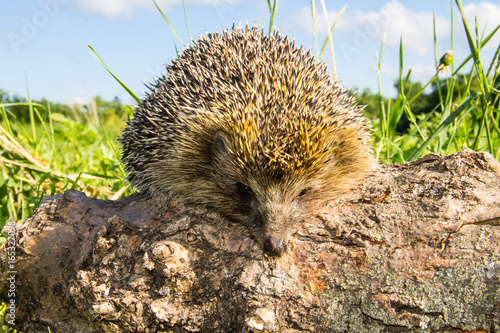 Young prickly hedgehog on the log