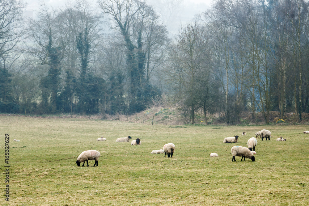 Sheep grazing in a summertime meadow in the UK