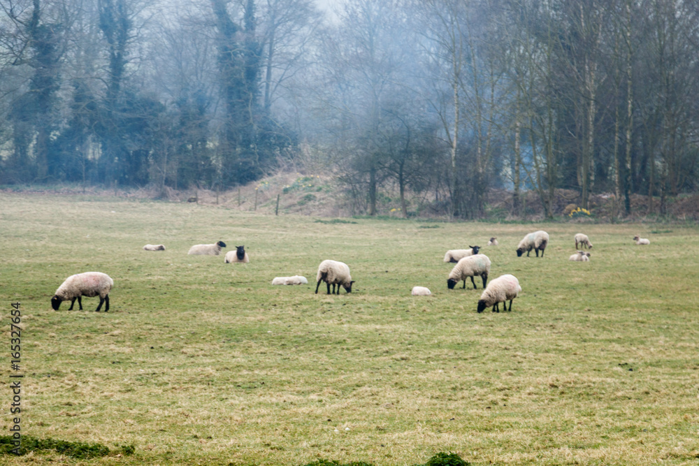 Sheep grazing in a summertime meadow in the UK