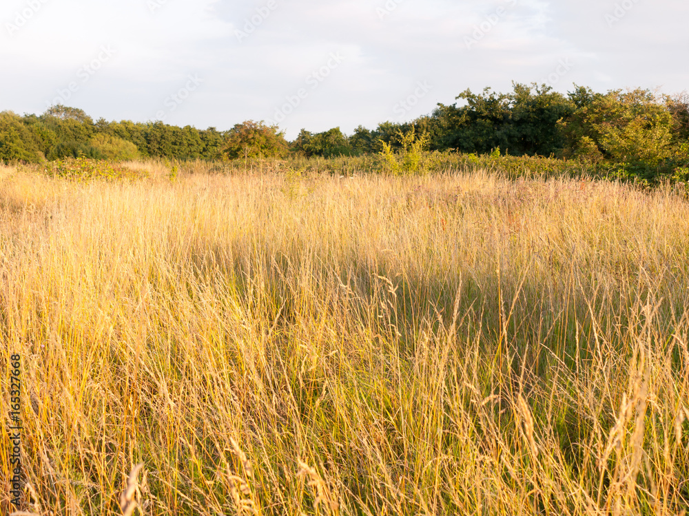 a glorious sun basked set of grass reeds in a meadow