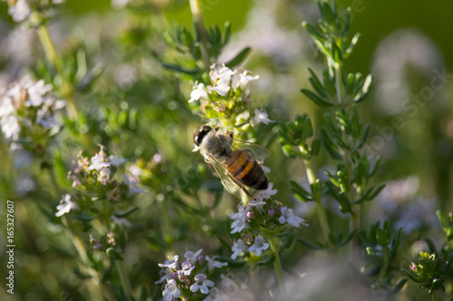 Bee on Thymus Flower