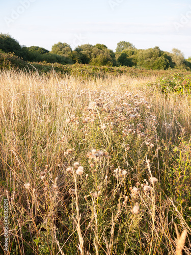 a golden reed and milk thistle country shrub land