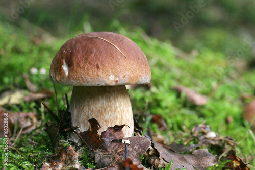 Proud king of mushrooms mushroom boletus standing among the leaves and moss