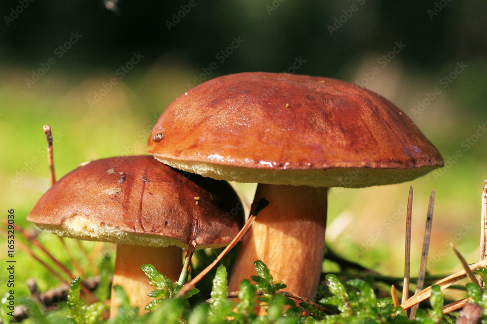 Two beautiful and healthy boletus mushrooms with dark brown hats among the green moss