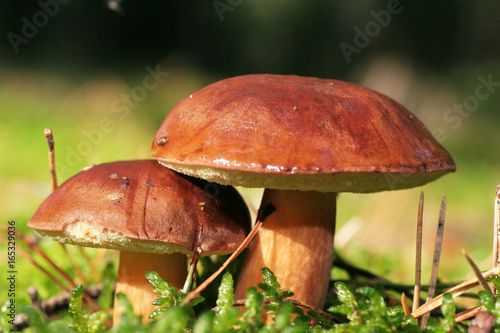 Two beautiful and healthy boletus mushrooms with dark brown hats among the green moss