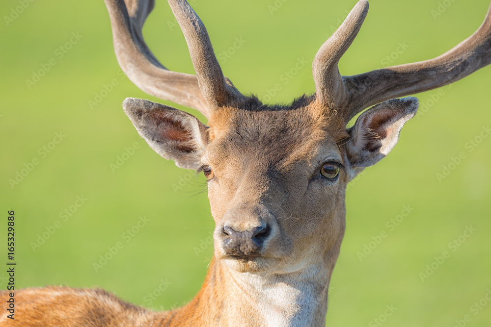 Naklejka premium Close up horned young deer buck portrait with green blurry background