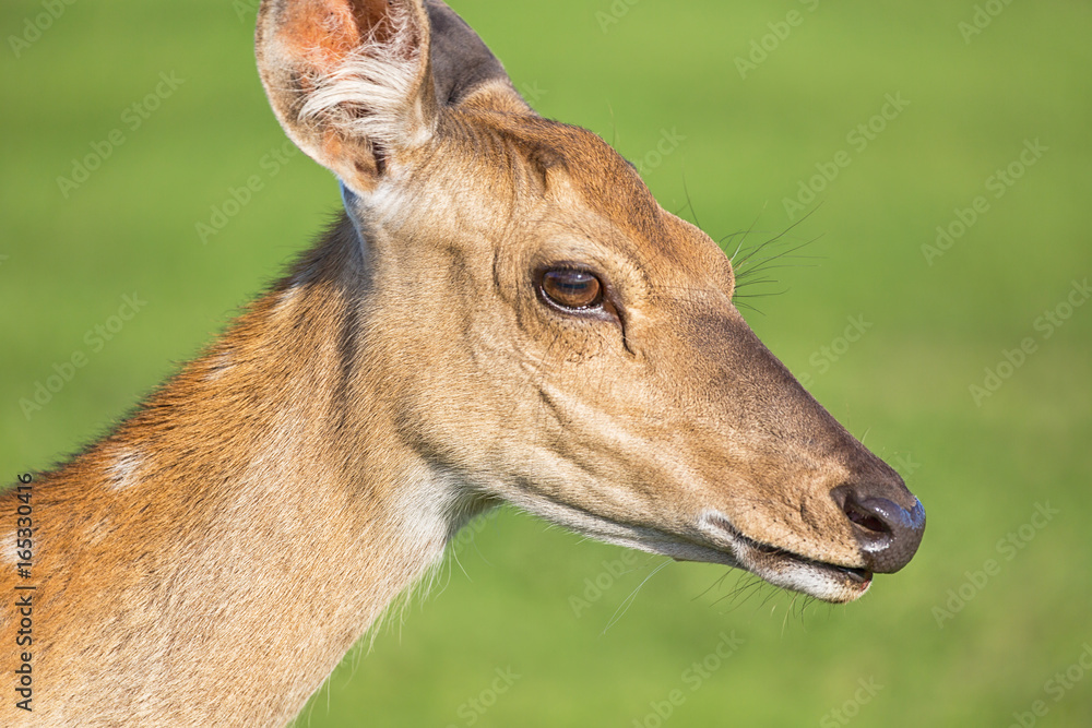 Close up deer portrait with green blurry background