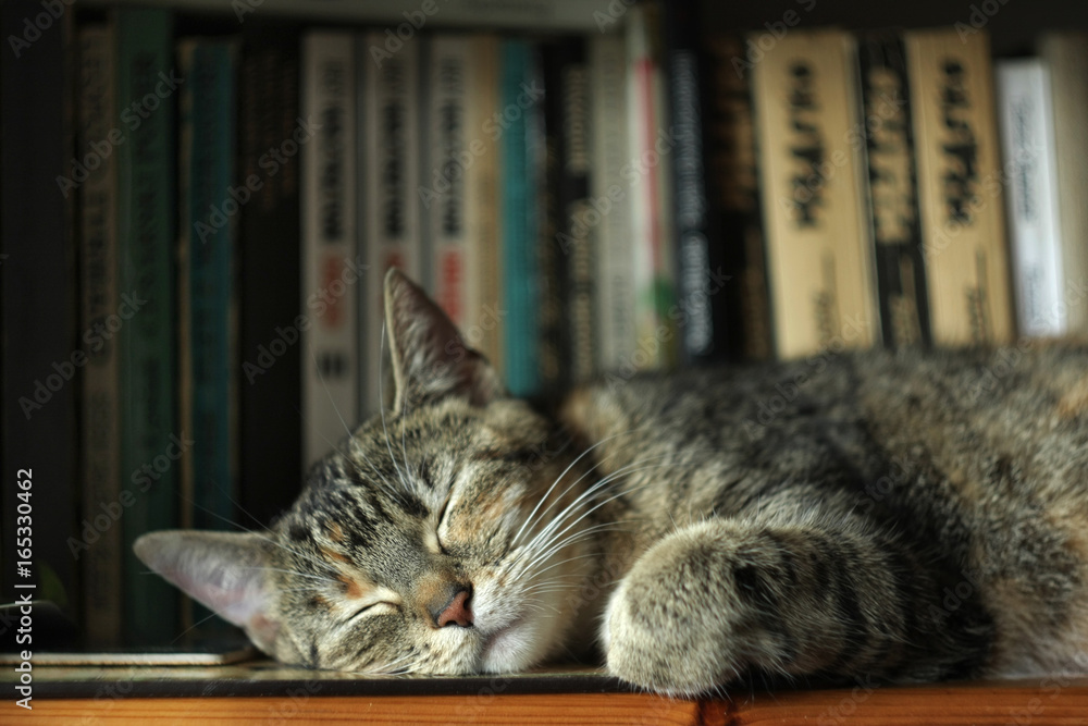 Gray, preggied cat sleeping on a bookshelf