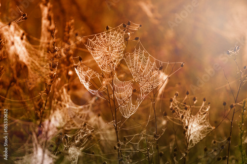 Dewy dew-wet webs lit by warm light of the sun