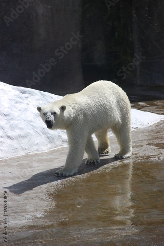 Big white bear in the zoo